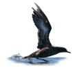 Click here for Sooty Shearwater.