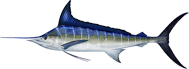 Click here for Striped Marlin.