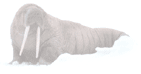 Login for Walrus.