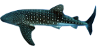 Click here for Whale Shark.