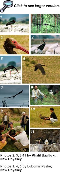 thumbnails of Black Stork pictures