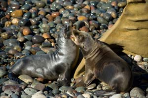 image of two pups