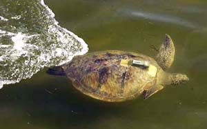 photo of turtle