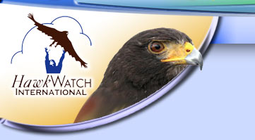 HawkWatch