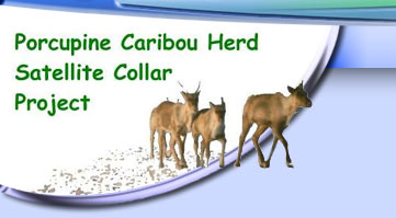 Porcupine Caribou
